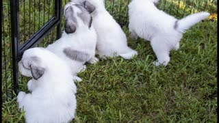 Great Pyrenees Litter Day 30