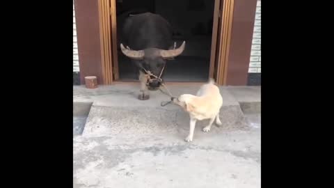 Funny CUTE Dogs and Cows Are Best Friend