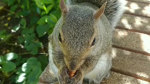 Mika The Squirrel 🐿️😍,Loves to eat pecan ❤️.