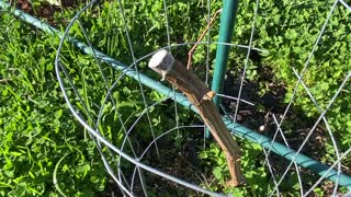 Grape vine cuttings breaking buds #2