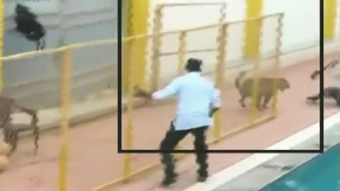 Leopard on the loose injures six while prowling around school in India