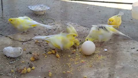 Canary birds Eating Egg.