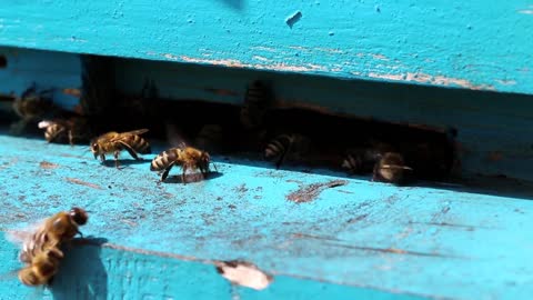 Swarm of bees near a beehive