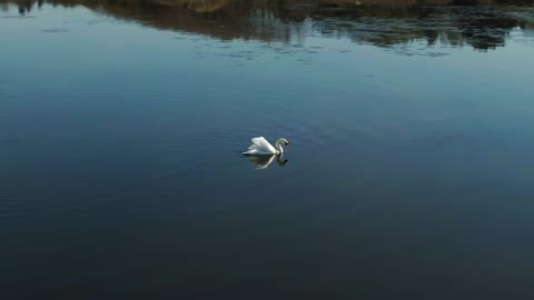 Large Swan in calm water - With beautiful music