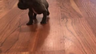 French Bulldog Puppy Takes a Load Off