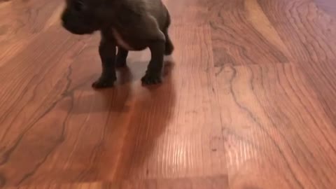 French Bulldog Puppy Takes a Load Off
