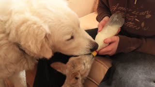 Perro pastor ayuda a mantener a un corderito limpio mientras toma mamadera