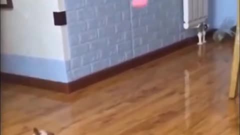 Cute Cat Training to Fight McGregor