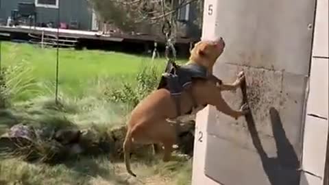 Supper fighiting dog 🐶 training video goes viral