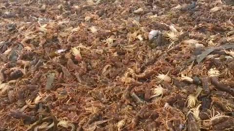 Red tide causes estimated 500 tons of lobster walkout along South African West Coast