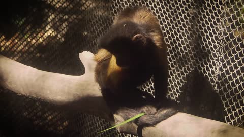 Cappuccino Mammal Primate Footage Zoo Animal 🌴🌴🌴