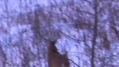Buck_Down!__Where_to_Shoot_a_Deer____Hunting_Tips_#shorts_#hunting(720p)