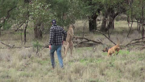 Man Confronts Kangaroo To Save His Dog