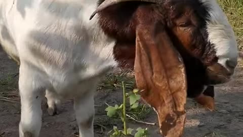 Beautiful most Hunger small Goat Feeding very charming