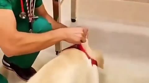 Dog vaccination. without pain. A clever trick in the veterinary clinic. Watch to learn