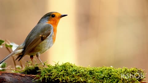 God`s creation - Robin bird.mp4