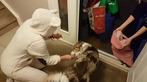 Dog helps hand out Halloween candy