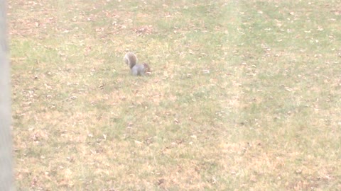 Squirrel Gathering Building Materials