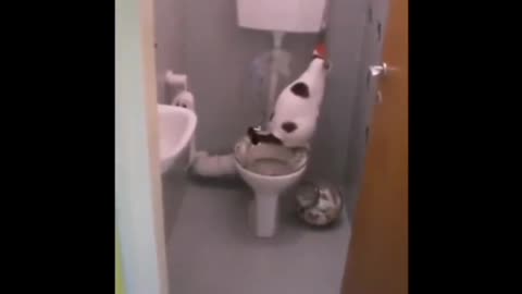 cat using toilet training funny videos Don't miss