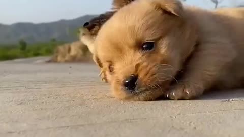 The Cuter Dog In The World - tiktok video