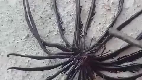 Feather Star