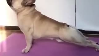 Cute and funny dog doing a morning workout