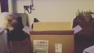 Cat jumps in box and falls over
