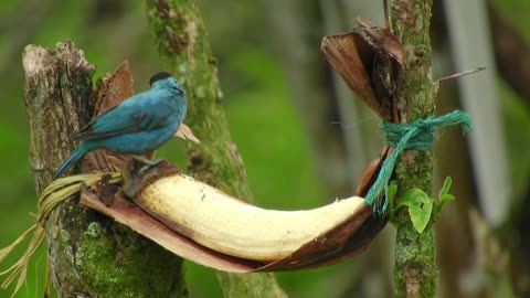 Breathtaking Colorful Birds of the Rainforest2.DimDyY