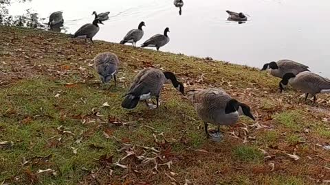 Canadian Geese, and Muscovy Ducks Everywhere.