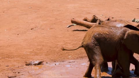 Elephants Playing in mud