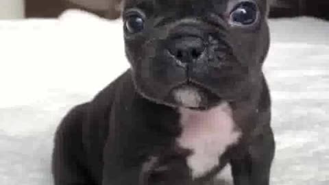 The cutest puppy of YouTube 🥰 shorts cuteanimals frenchbulldog