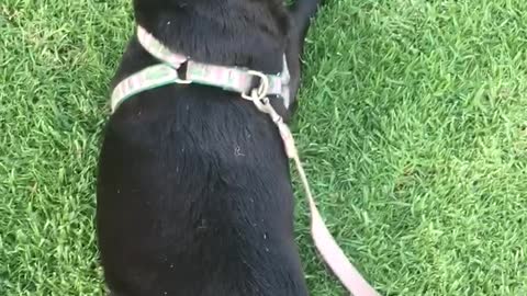 Maddy Loves The Grass