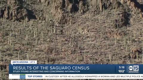 The numbers are in: Roughly 1,000 damaged cacti found in Saguaro Census