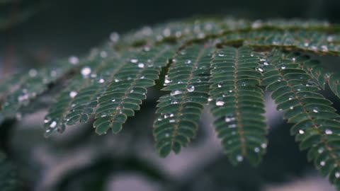 Water Drops, Dew Drop on Leaves