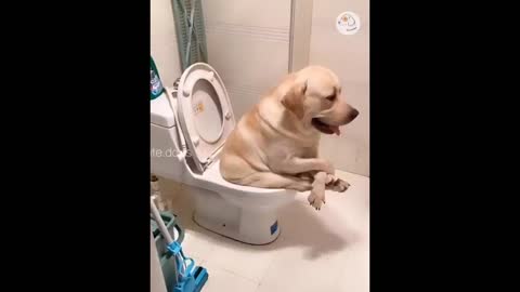 Dog peeing with music 😂😂 #funny dog