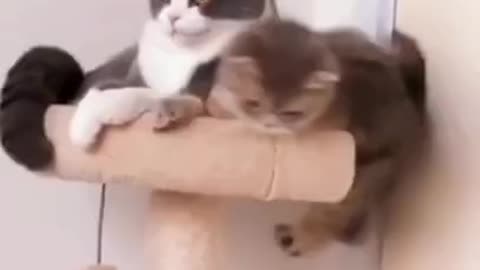 Cute Cats ♥ Best Funny Cat Videos 2021 #