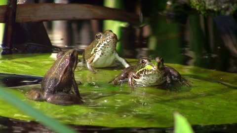 Exodus 8 1-19 Plagues Unleashed Frogs and Gnats