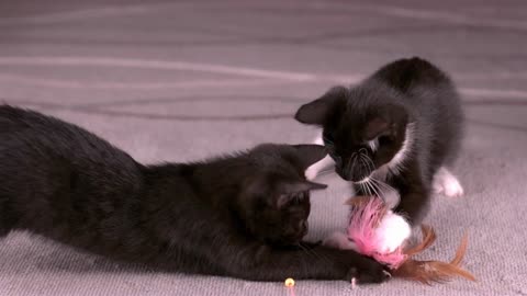 Small kittens attacking feather play toy slow motion
