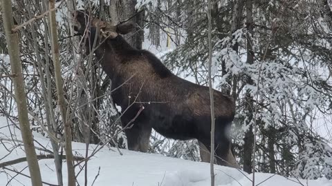 Moose, behind our Susitna Valley office, March 18, 2024