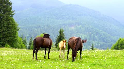 Horses family grazing in the meadow