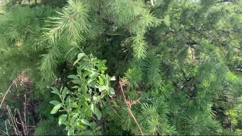 The green trees were blown gently by the wind. The complicated mood looks so good