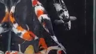 Showa koi fish