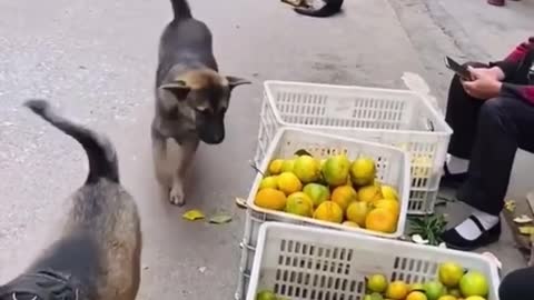 Two dogs love to eat oranges