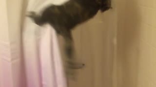 Cat shower curtains falls into tub
