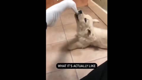 cute dog videos funny