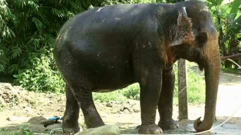 Elephant and animals Wilder latest video 2022