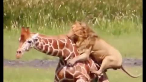 Have giraffes given up fighting lions?