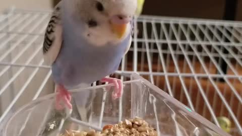 Funny bird parakeet eat