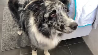 Smart Doggy Helps Its Human Out