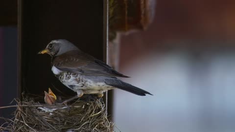 Chicks in the nest with mom - With great music